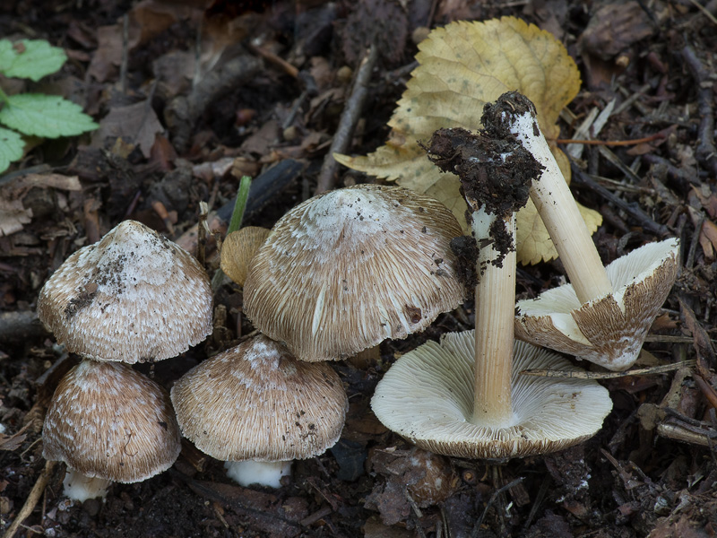 Inocybe maculata